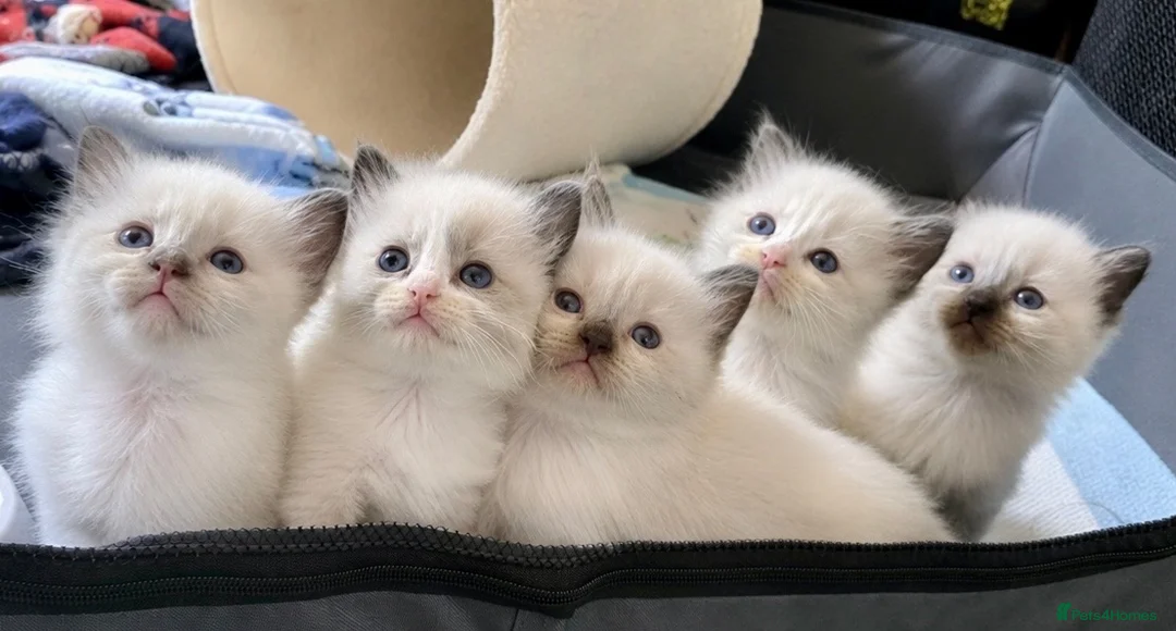 Ragdoll cats for sale: Gorgeous ragdoll kittens  - Advert 1