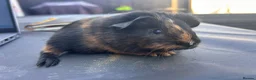 Guinea Pig rodents for sale: friendly boy guinea pigs to reserve  - Advert 2