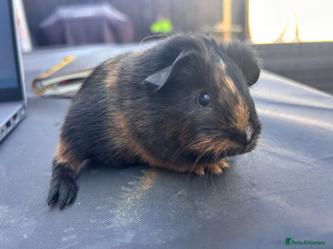 Guinea Pig rodents for sale: friendly boy guinea pigs to reserve  - Advert 2