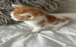 British Shorthair cats for sale: 4 Beautiful babies looking for there forever homes - Image 16