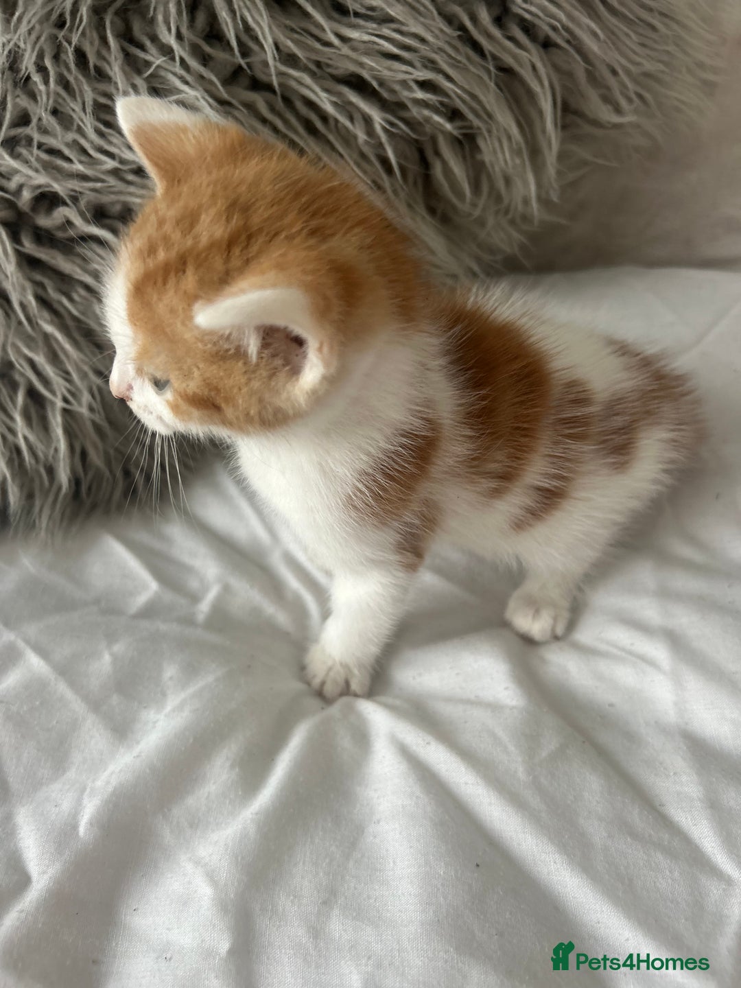 British Shorthair cats for sale: 4 Beautiful babies looking for there forever homes - Image 16