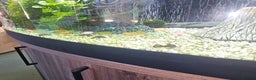 Plecos fish for sale: 7 baby plecos - Advert 1
