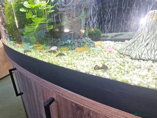 Plecos fish 7 baby plecos - Advert 6