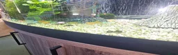 Plecos fish for sale: 7 baby plecos - Advert 1