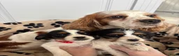 Mixed Breed dogs for sale: Beautiful Jackaliers - Advert 2