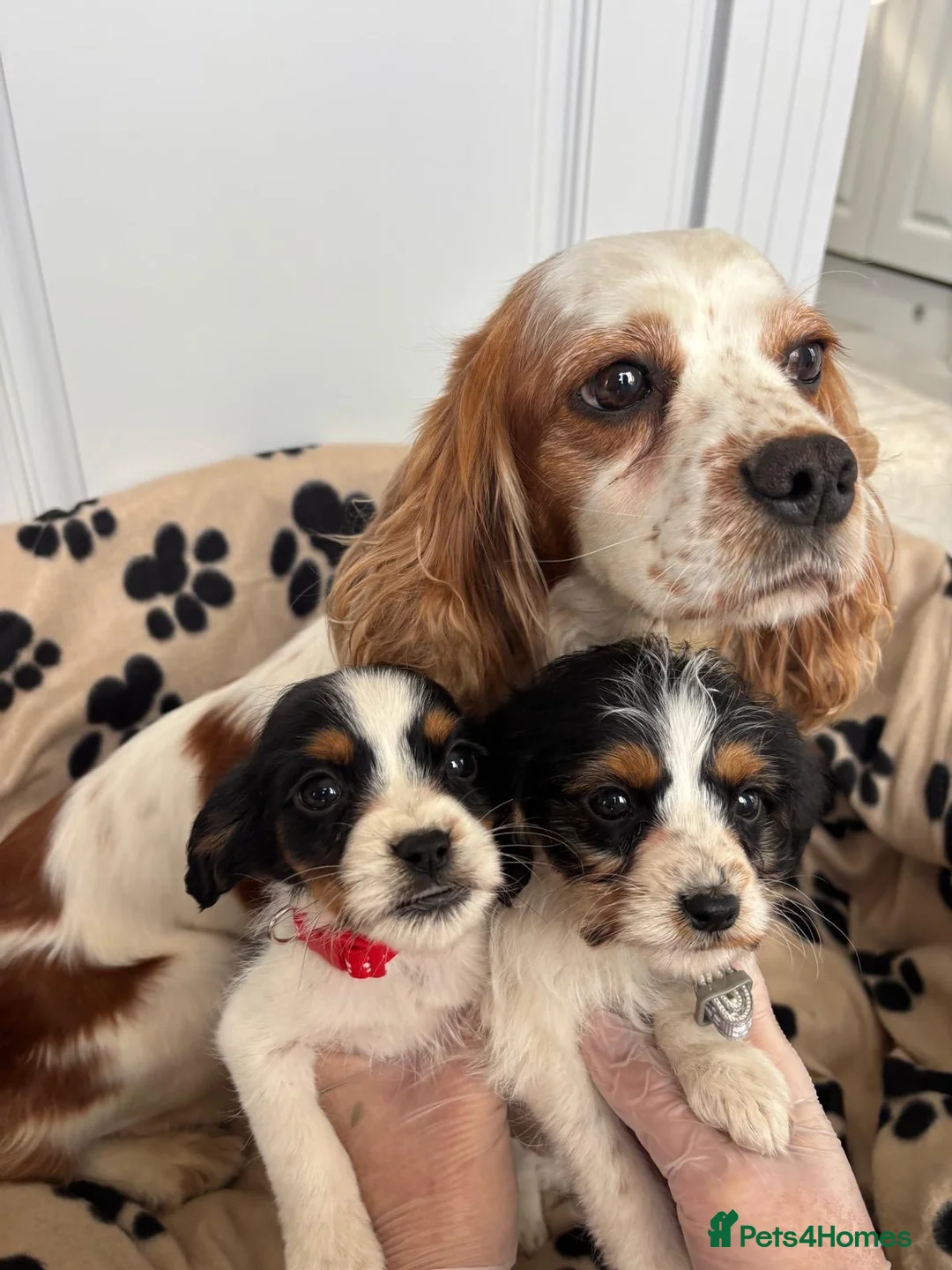 Mixed Breed dogs for sale: Beautiful Jackaliers - Advert 2