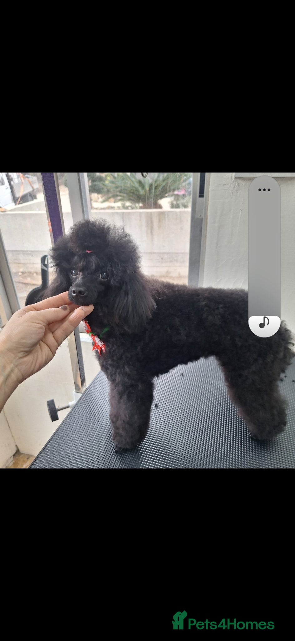 Toy Poodle dogs Black toy poodles from beautiful parents - Advert 2