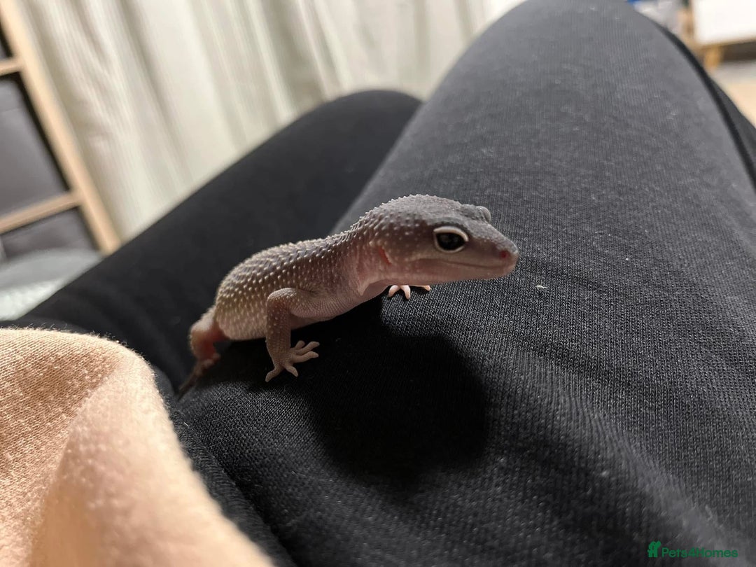 Leopard Gecko reptiles for sale: Echo the Gecko - Advert 10