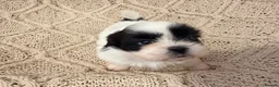 Shih Tzu dogs for sale: Beautiful Home reared Shih Tzu Puppies - Advert 26