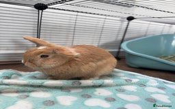 Mini Lop rabbits for sale: Beautiful litter trained mini lops for sale  - Image 2