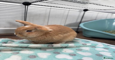 Mini Lop rabbits - Advert 5