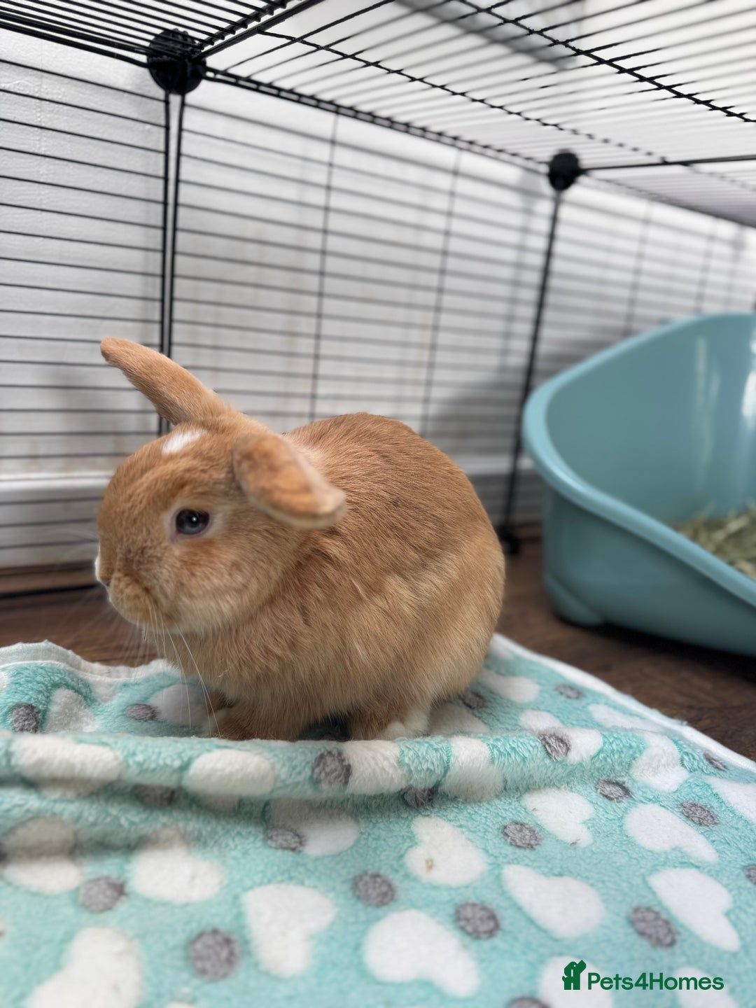 Mini Lop rabbits for sale: Beautiful litter trained mini lops for sale  - Image 2