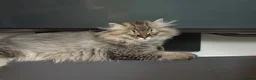 British Shorthair cats for sale: Pedigree British Shorthair  - Advert 8