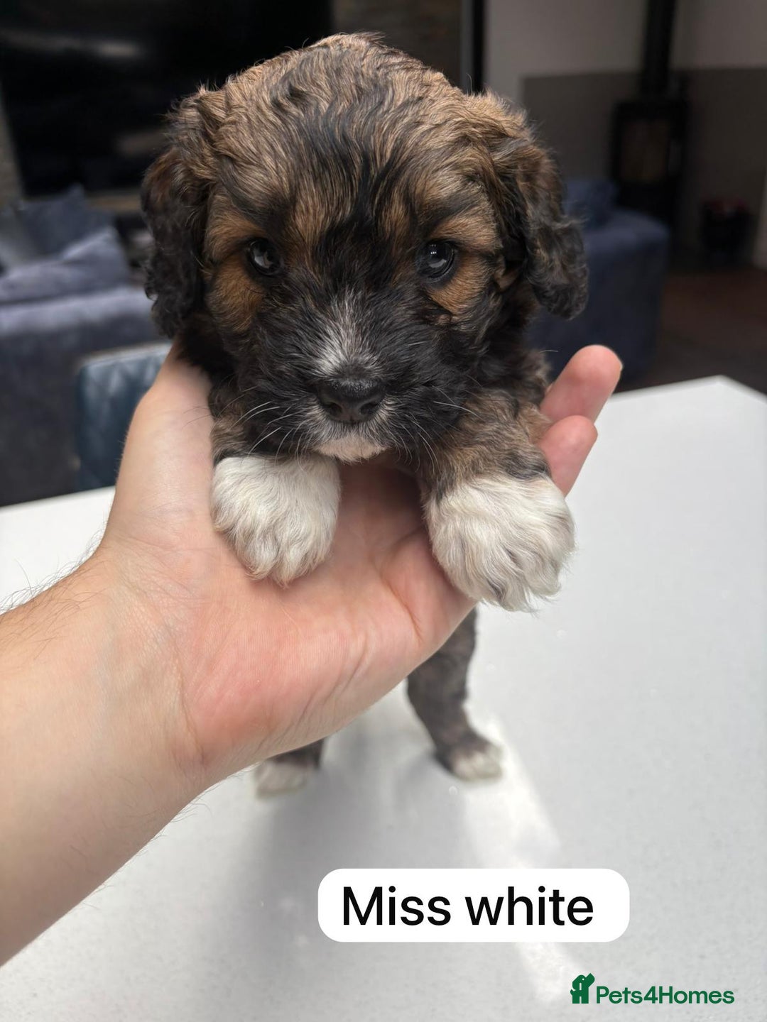 Mixed Breed dogs for sale: Outstanding Saint Bernadoodle Puppies  - Image 19