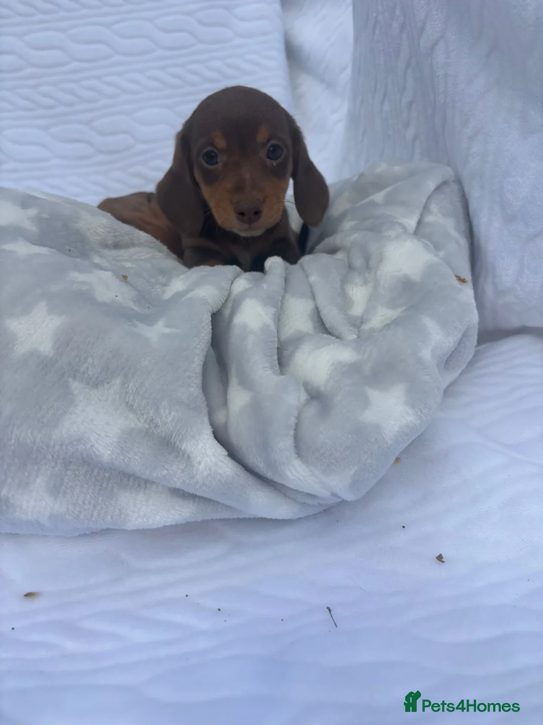 Miniature Dachshund dogs for sale: Miniature dachshund puppies available  in Uckfield - Advert 1