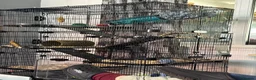 Rat rodents for sale: Somerset  - Advert 1