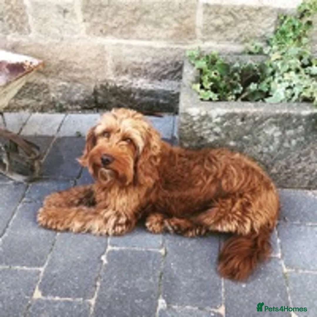 Cocker Spaniel dogs for stud: Cockerpoo Stud in Matlock - Advert 4