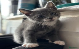 Domestic Shorthair cats for sale: 3 stunning kittens  - Image 5