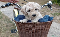 Miniature Poodle dogs for sale: Handsome Boy looking for forever Home: mini poodle - Image 4