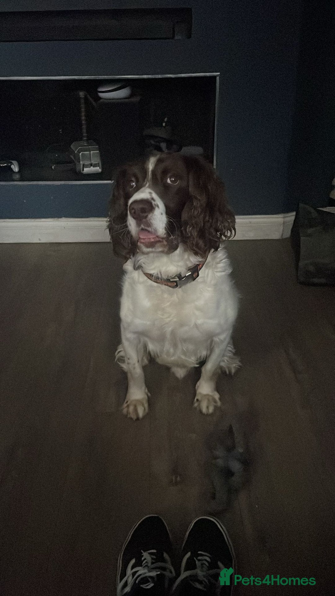 English Springer Spaniel dogs for sale: Charlie needs a new home - Advert 1