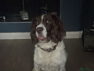English Springer Spaniel dogs Charlie needs a new home - Advert 1