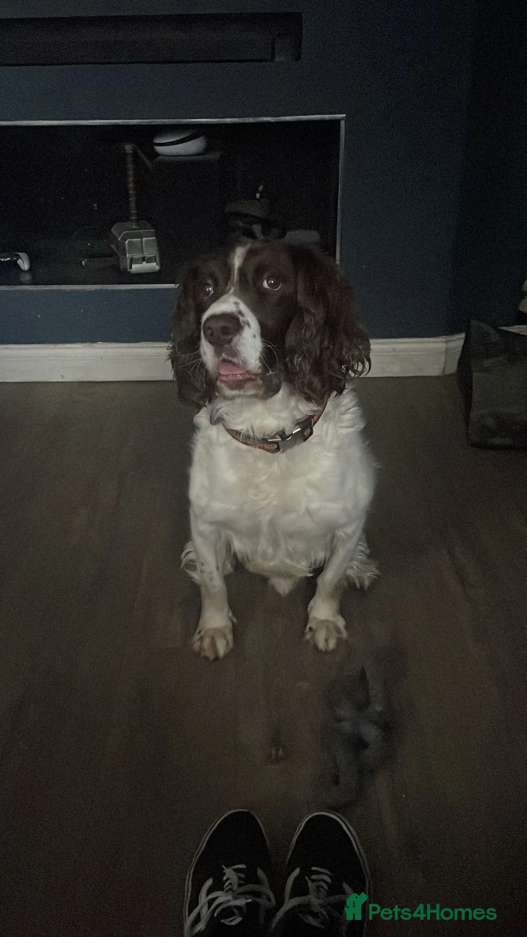 English Springer Spaniel dogs for sale: Charlie needs a new home - Advert 1