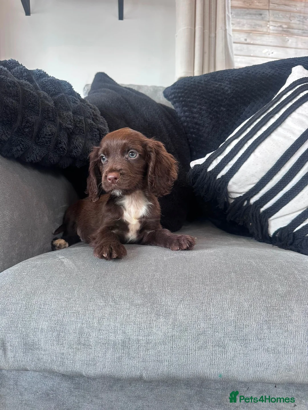 Cockapoo dogs for sale: Gorgeous F1 Miniature Cockapoo Boys – Ready Now  - Advert 2