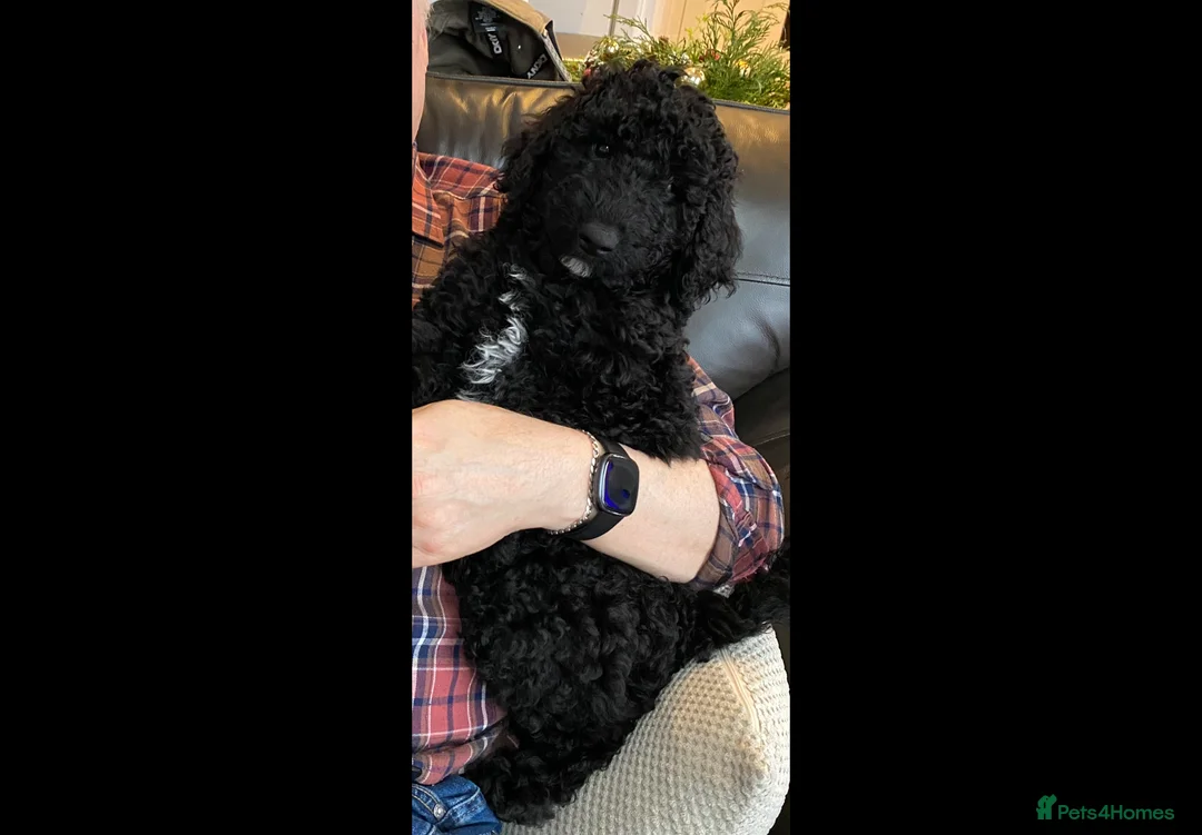 Goldendoodle dogs for sale: Golden Doodle male puppy - Advert 5