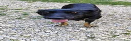 Mixed Breed dogs for adoption: Ayla, 2-3 yrs old. Available for adoption. in Brixham - Advert 6