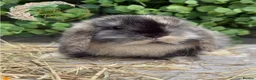 Mini Lop rabbits for sale: Gorgeous Pure Bred Mini Lops - Advert 7