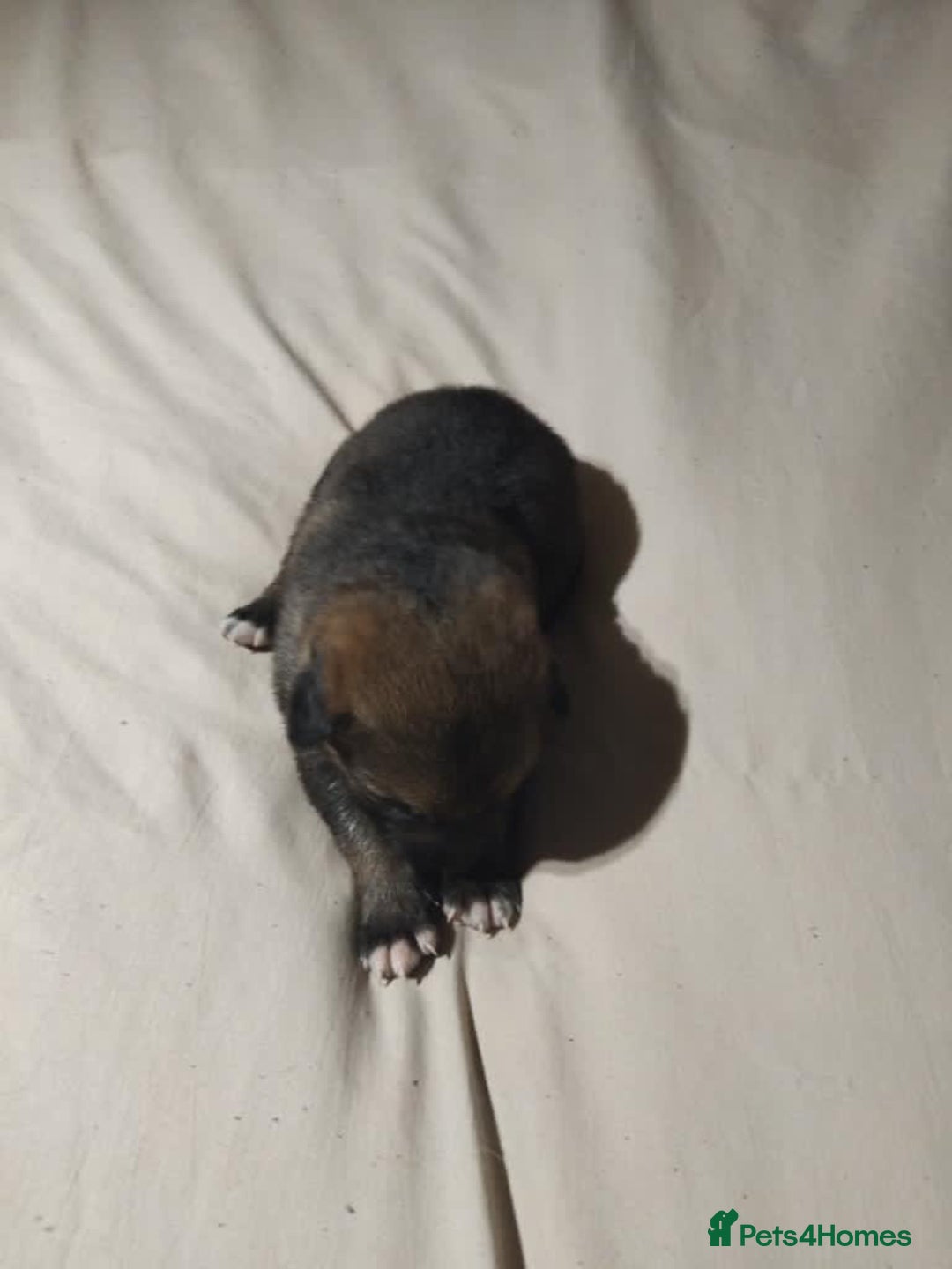 German Shepherd dogs for sale: German shepherd puppy’s kennel club registered  - Advert 34