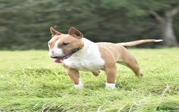 Miniature Bull terrier dogs for stud: Miniature english bull terrier for stud - Image 2