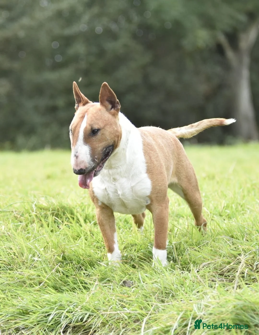 Miniature Bull terrier dogs for stud: Miniature english bull terrier for stud - Advert 2