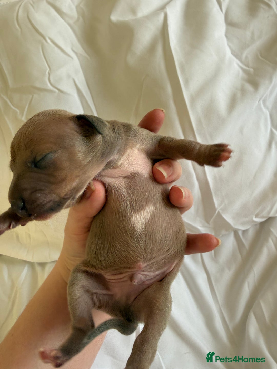 Italian Greyhound dogs for sale: KC registered Perfect Italian greyhound puppies  - Advert 19