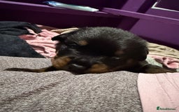 Rottweiler dogs for sale: Beautiful Purebred Rottweiler Puppy - Image 16
