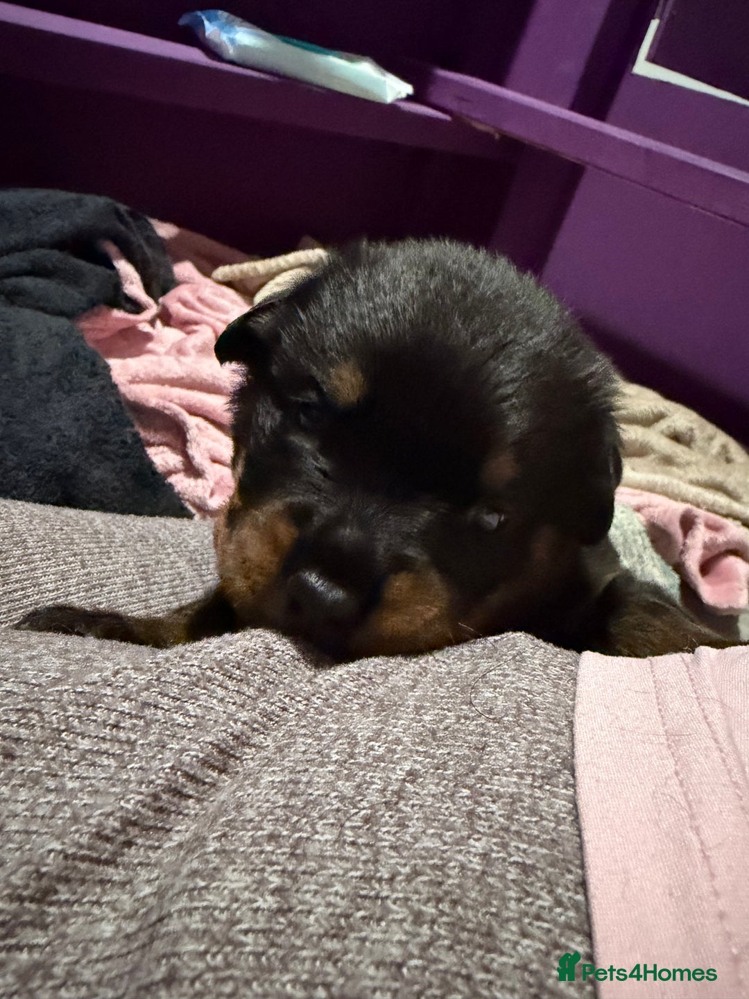 Rottweiler dogs for sale: Beautiful Purebred Rottweiler Puppy - Image 16