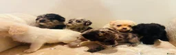 Pugapoo dogs for sale: Stunning pugapoo puppies  - Advert 17