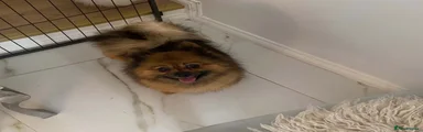 Pomeranian girl 