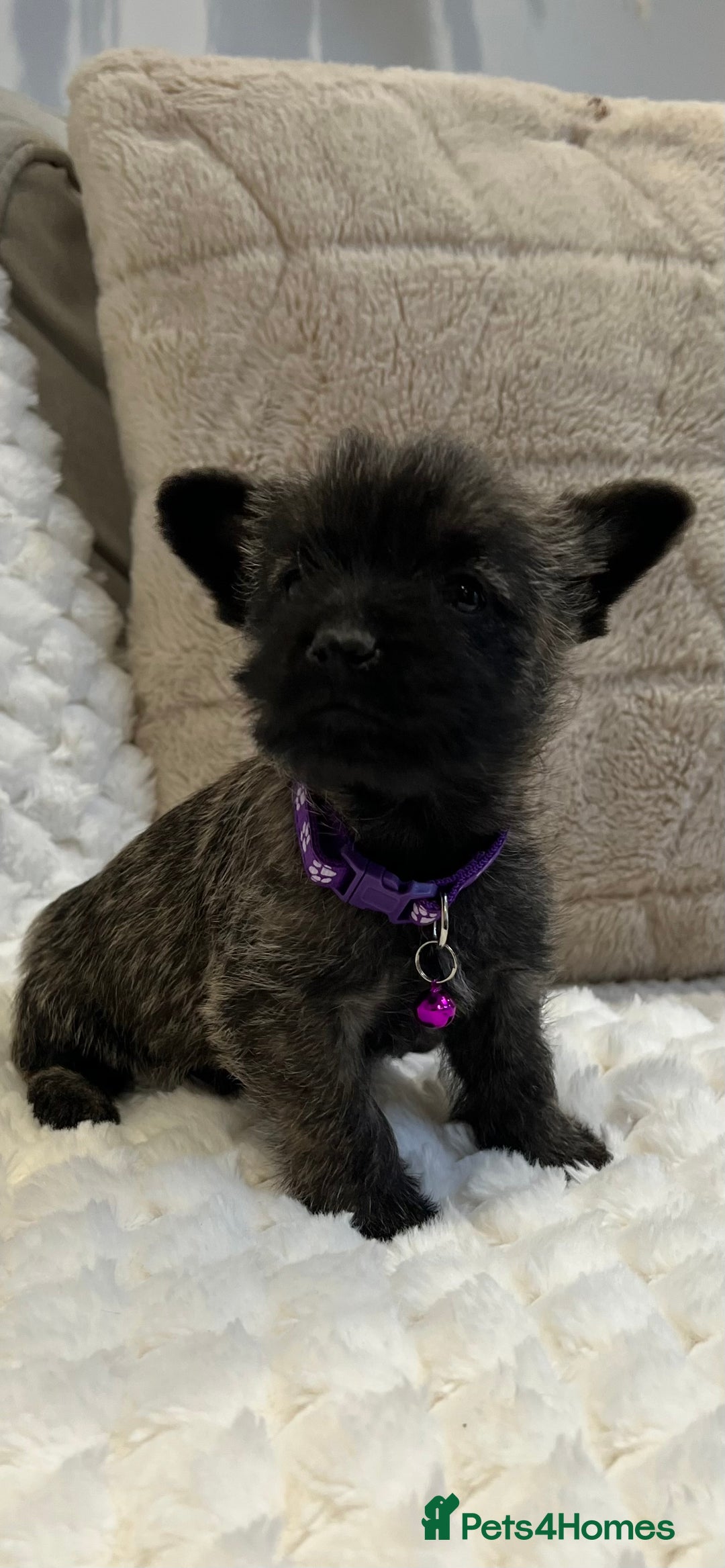 Cairn Terrier dogs for sale: Cairn terrier puppies  - Advert 13