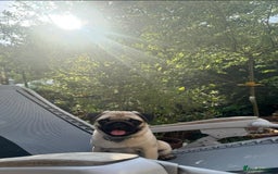 Pug dogs for sale: beautiful fawn boy pug - Image 3