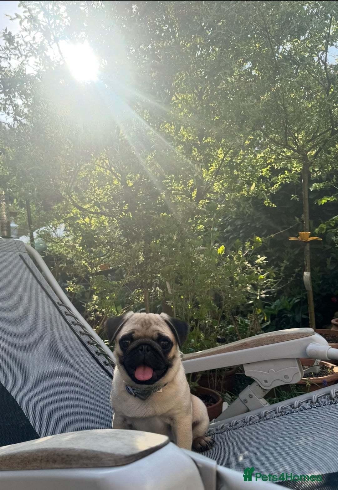Pug dogs for sale: beautiful fawn boy pug - Image 3