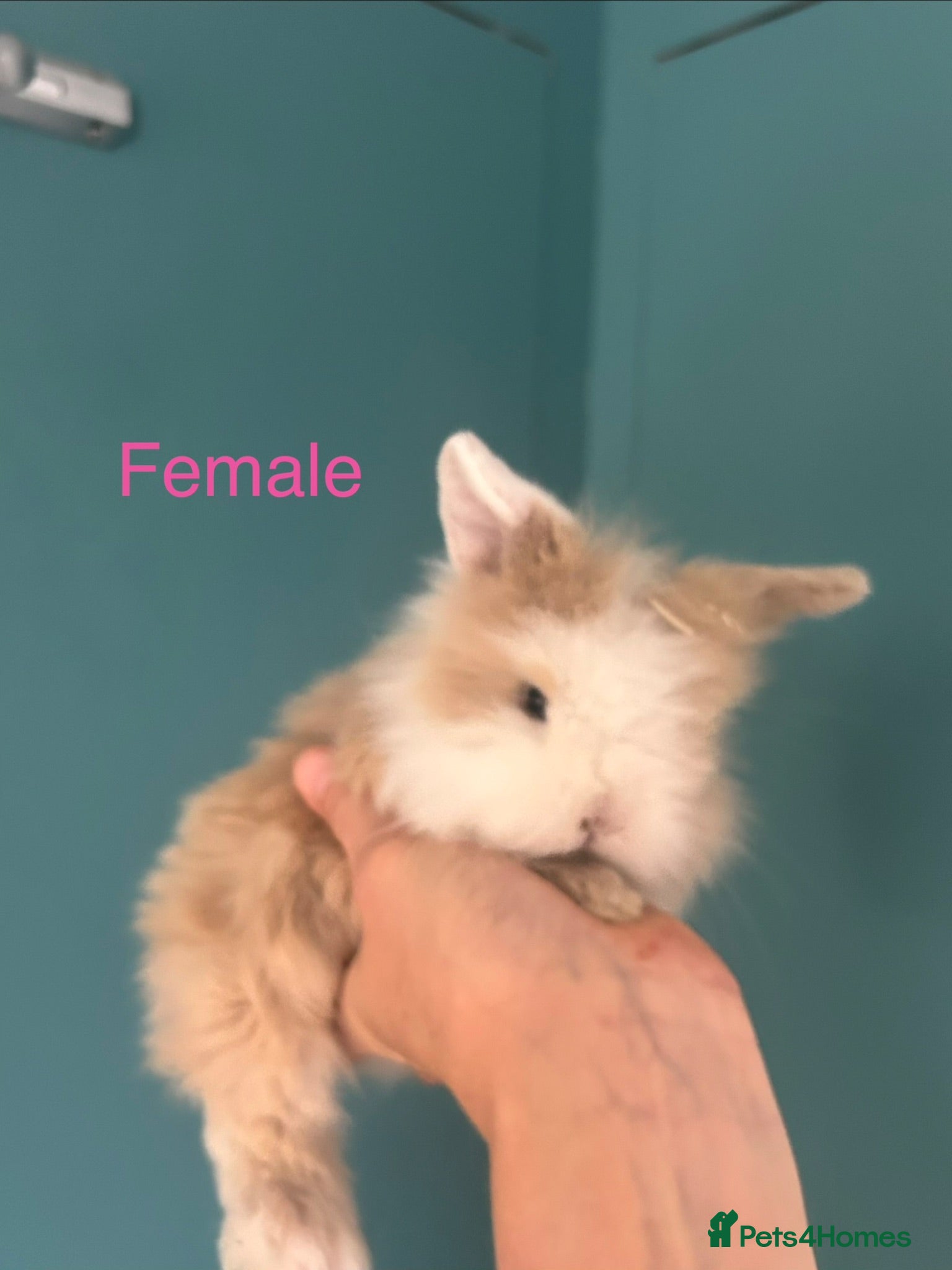 Mini Lion Lop rabbits Mini Lion Lop Rabbits – Ready This Weekend 🐰 - Advert 1