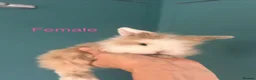 Mini Lion Lop rabbits for sale: Mini Lion Lop Rabbits – Ready This Weekend 🐰 - Advert 1