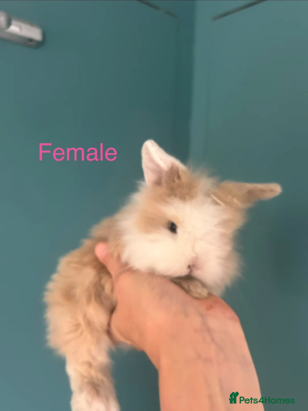 Mini Lion Lop rabbits for sale: Mini Lion Lop Rabbits – Ready This Weekend 🐰 - Advert 1