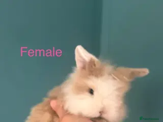 Mini Lion Lop rabbits for sale: Mini Lion Lop Rabbits – Ready This Weekend 🐰 - Advert 2