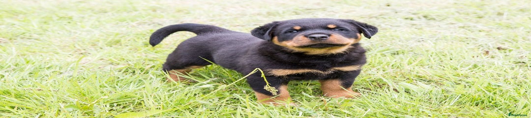 Rottweiler Puppy 5