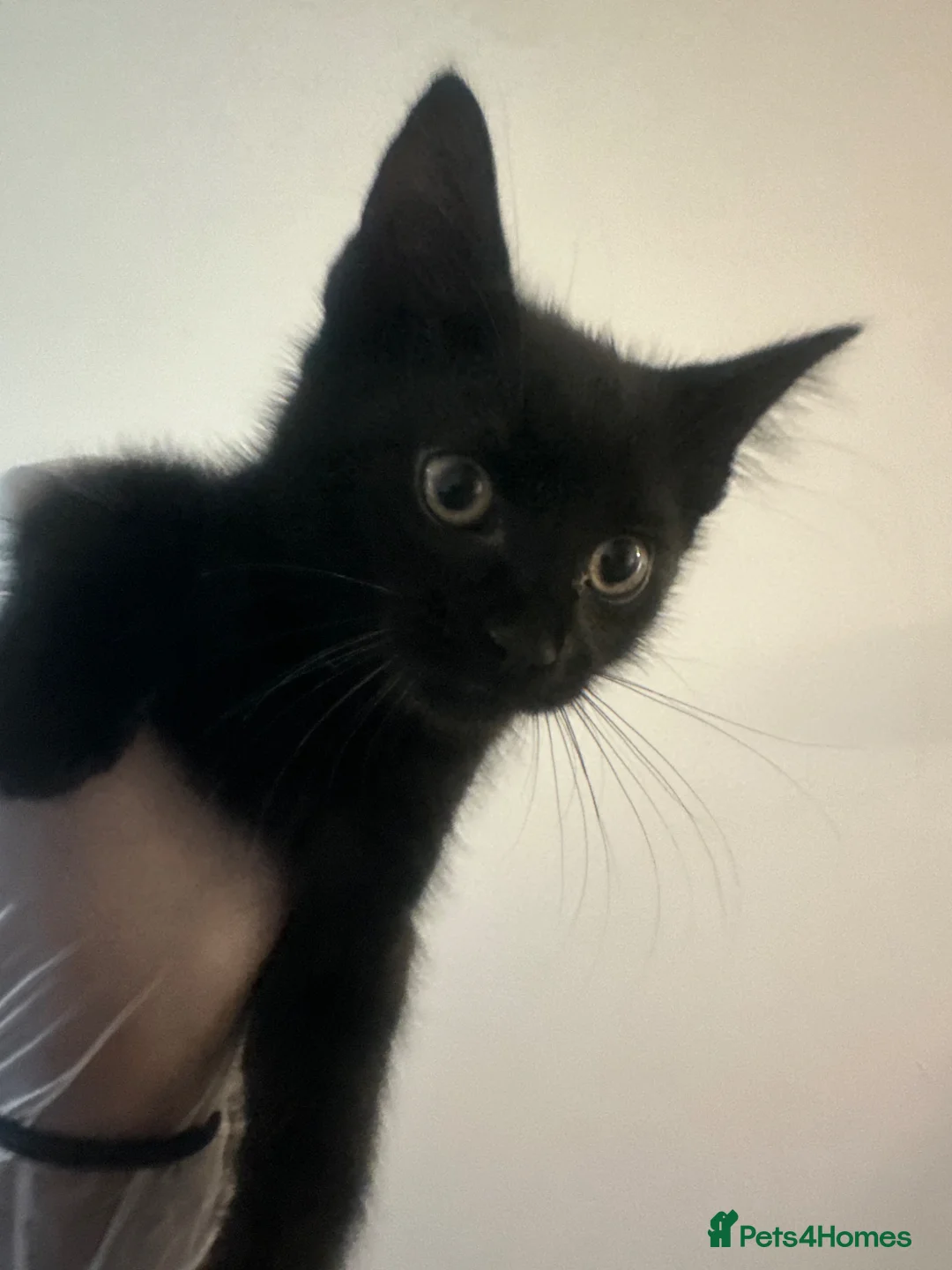 Mixed Breed cats for sale: 3 month old kittens.  in London - Advert 11