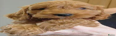 Cockapoo 1