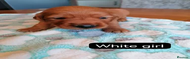Golden Retriever 6