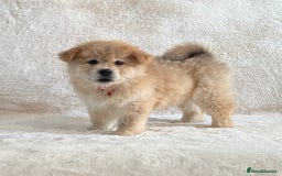 Chow Chow dogs for sale: Stunning Exotic colour chowsky puppies for sale  - Image 31